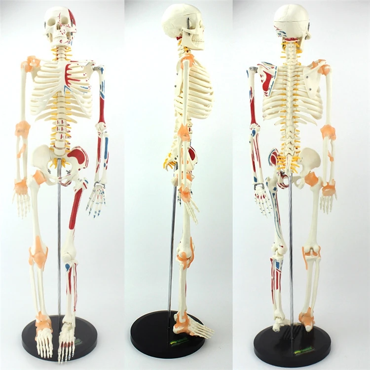 Medical Lab Upgrade - 【HOT】Medische onderwijsmodellen Hoogwaardig levensgroot menselijk skelet