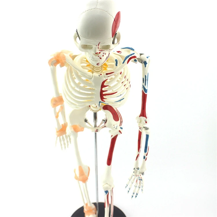 【HOT】Medische onderwijsmodelle - Medical Lab Upgrade recensie en prijs